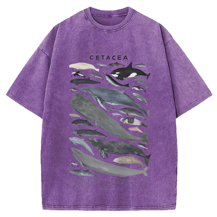Creatures Of The Infraorder Cetacea Washed Crew Neck T-Shirt